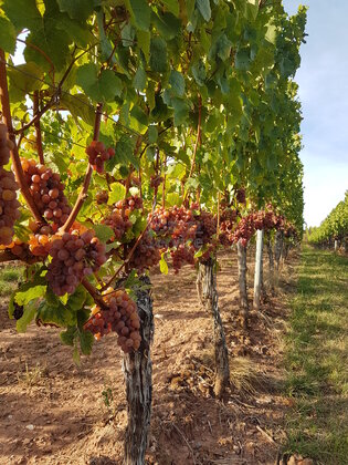 Weinbergsbewirtschaftung an der NAHE