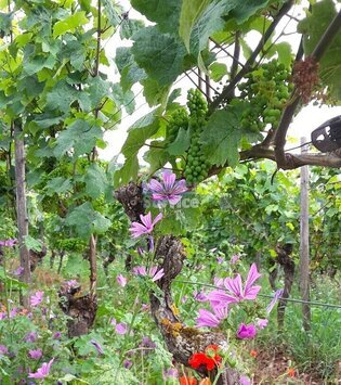 RHEINGAU: 6 HEKTAR WEINGUT ZU VERKAUFEN