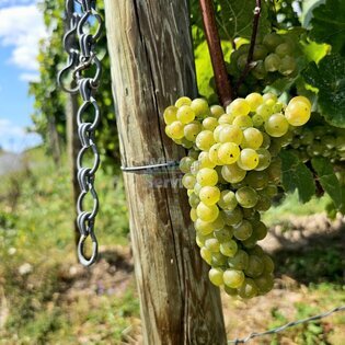 Weingut 6 ha zu verkaufen, in Mosel-Dorf mit hohem Freizeitwert