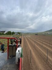 Bild 6 Pflanzung Mosel 