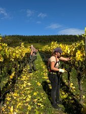 Bild 1 Wir suchen dich! Winzer / Winzerin (m/w/d) in Teil- oder Vollzeit