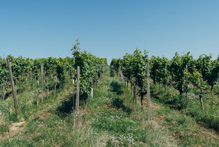 Winzer (m/w/d) in Teilzeit 