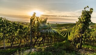 Bestockte Weinberge  im Kreis Bad Kreuznach