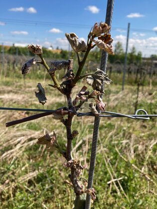 Hagel- und Frostversicherung, förderfähig