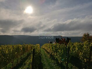 Mosel - 24er Riesling QW halbtrocken-feinherb