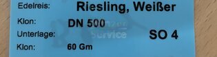 Riesling Pfropfreben