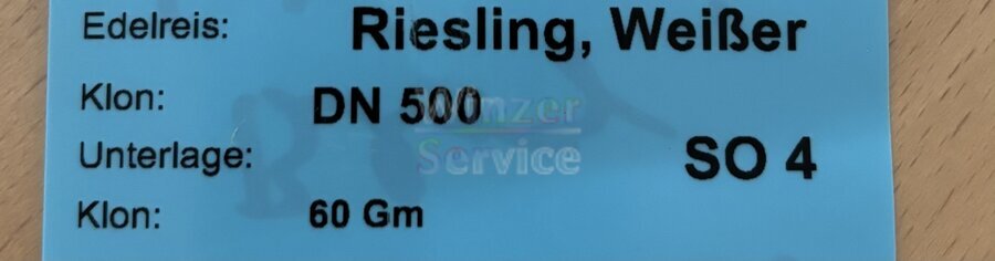 Bild 1 Riesling Pfropfreben