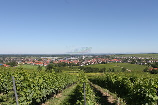 Rheinhessen: Weinberge in Bodenheim zu verkaufen/verpachten