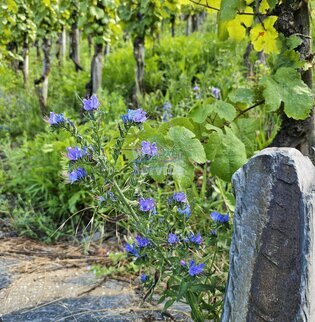 BETEILIGUNGSMÖGLICHKEIT - WEINGUT - WÜRTTEMBERG
