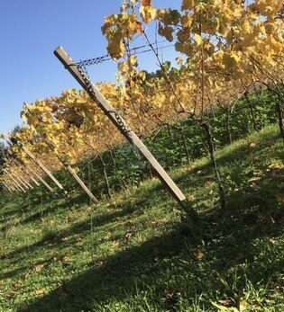 Kleines, feines Weingut in Rheinhessen