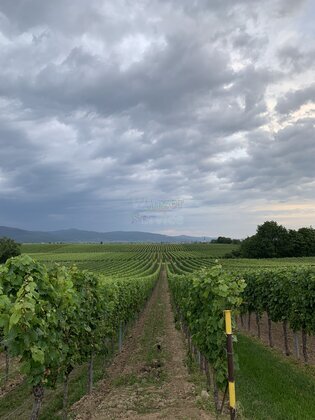 Pfalz - Pächter gesucht: Weinberge bei Landau