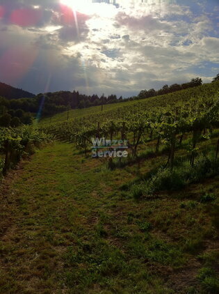 Baden - Ökologisches Weingut zu Verpachten