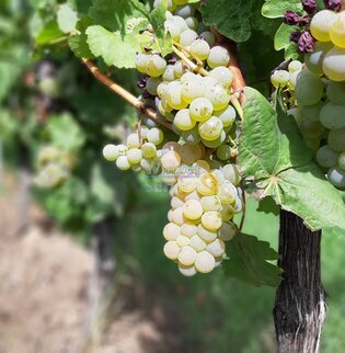 Mosel: Weingut zu verkaufen mit ca. 6 ha Rebfläche & Großen Lagen