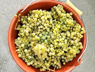 Mosel: eines der rentabelsten Weingüter mit 8 Hektar zu verkaufen