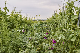 Weininvestor sucht Investorenbeteiligung in der Weinbranche