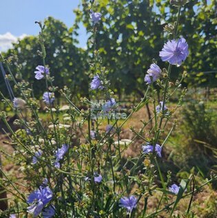 MOSEL-WEINGUT - 5 HEKTAR - ZUM KLEINEN PREIS