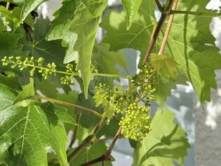 Rheingau: 10 Hektar Bio-Weingut zu verkaufen