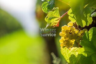 Mittelmosel: 6 ha Weingut mit überwiegend Riesling zu verkaufen