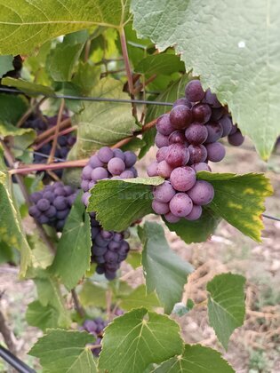 Mosel - Gewürztraminer 2023