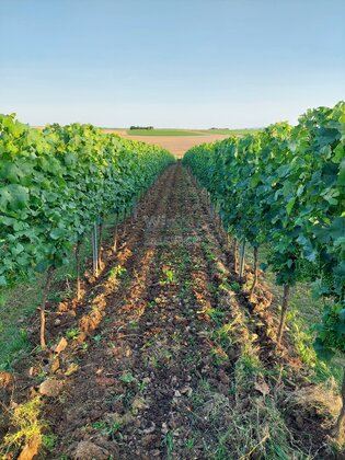 Weinbergsflächen in Rheinhessen gesucht