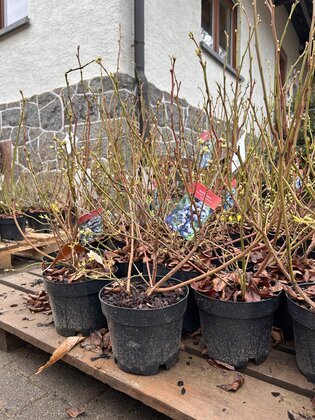 Heidelbeeren 5 verschiedene Sorten 60 cm Höhe im 3 l Container 