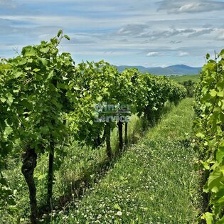 9 HEKTAR WEINGUT IN EINEM DER SCHÖNSTEN SÜDPFÄLZER DÖRFER 