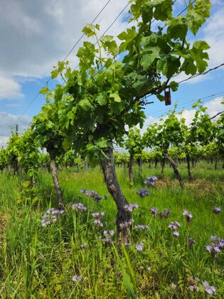 Pfalz: Weingut zwischen Neustadt und Bad Dürkheim