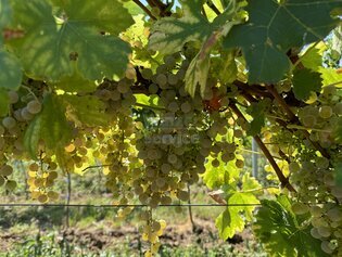 Pfalz - 3 Weinberge in Herxheim am Berg