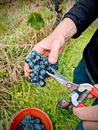 Allrounder*in (40-80%) für familiäres Bioweingut gesucht