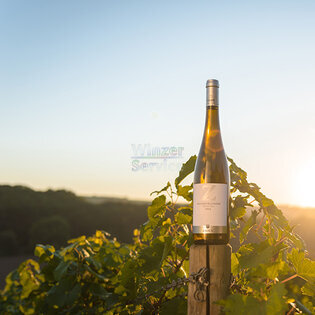 Weinbautechniker, Winzermeister oder Winzer m/w/d
