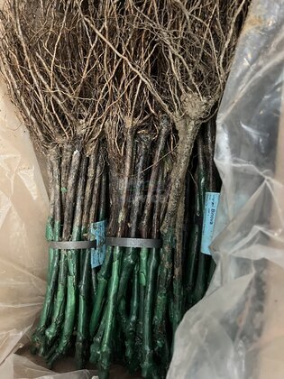 Souvignier gris Propfreben 300Stück