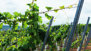 Rheinhessen / Alsheim - Wingert mit 3.186 qm 