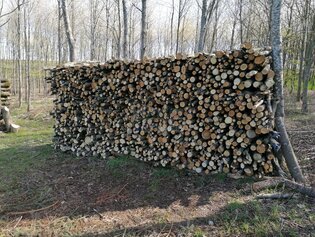 Brennholz, Laubholz