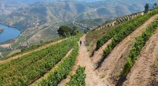 Winemaking course incl. B&B in Portugal (Duro), June 15-20, 2025