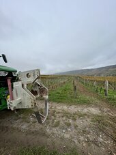 Bild 2 Pflanzung Mosel 