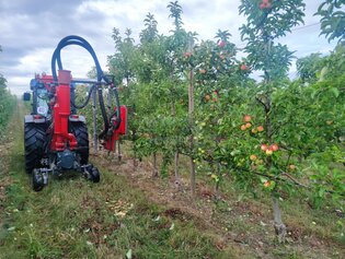 Entlauben von Apfel-Plantagen